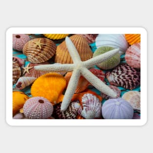 White Starfish On Colorful Seashells Sticker